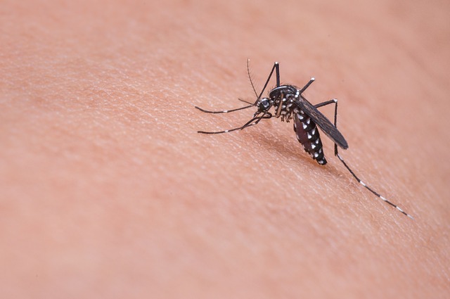 Jak wygrać walkę z komarami i kleszczami?